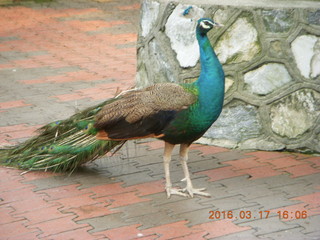 Malaysia - Kuala Lumpur - KL Bird Park - peacock