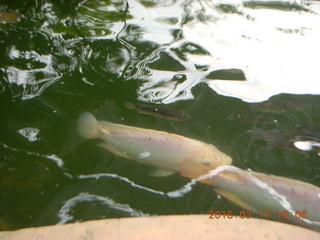 Malaysia - Kuala Lumpur - KL Bird Park - fish in pond