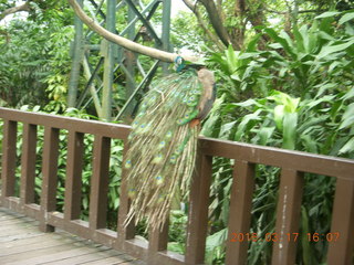 126 99h. Malaysia - Kuala Lumpur - KL Bird Park - peacock