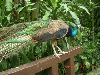 Malaysia - Kuala Lumpur - KL Bird Park - peacock