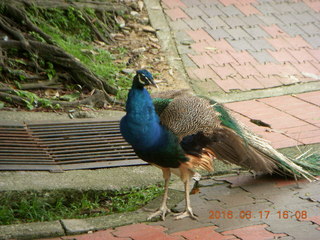 Malaysia - Kuala Lumpur - KL Bird Park - peacock