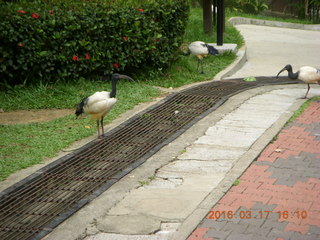 Malaysia - Kuala Lumpur - KL Bird Park