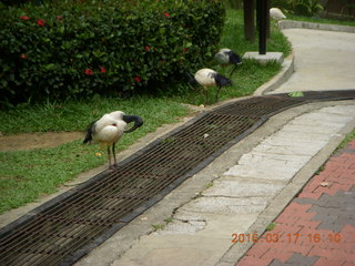 Malaysia - Kuala Lumpur - KL Bird Park - peacock