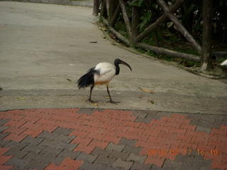 Malaysia - Kuala Lumpur - KL Bird Park - peacock