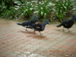 Malaysia - Kuala Lumpur - KL Bird Park