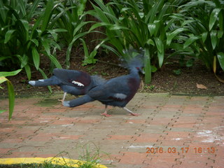 Malaysia - Kuala Lumpur - KL Bird Park - peacock