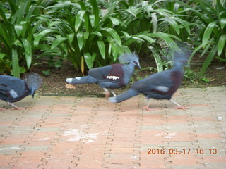 Malaysia - Kuala Lumpur - KL Bird Park - fish in pond