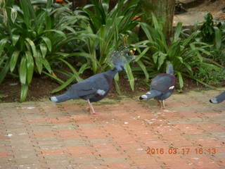 Malaysia - Kuala Lumpur - KL Bird Park