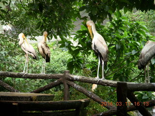 Malaysia - Kuala Lumpur - KL Bird Park - peacock