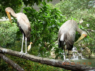 Malaysia - Kuala Lumpur - KL Bird Park - peacock