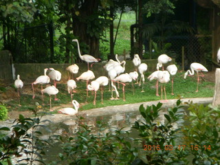 Malaysia - Kuala Lumpur - KL Bird Park - flamingoes