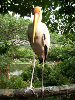 Malaysia - Kuala Lumpur - KL Bird Park - pelican