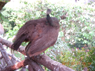 145 99h. Malaysia - Kuala Lumpur - KL Bird Park