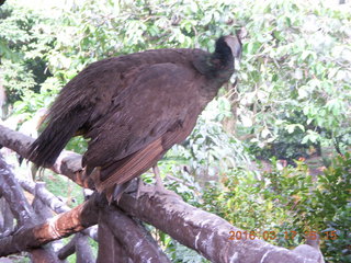 146 99h. Malaysia - Kuala Lumpur - KL Bird Park