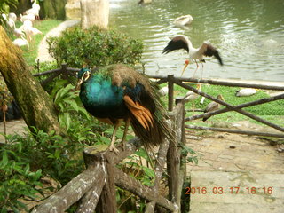 Malaysia - Kuala Lumpur - KL Bird Park - landing bird