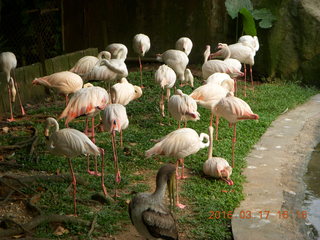 Malaysia - Kuala Lumpur - KL Bird Park