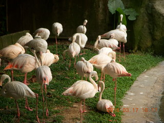 Malaysia - Kuala Lumpur - KL Bird Park