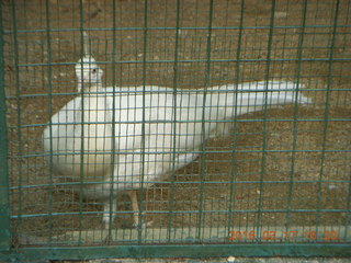 Malaysia - Kuala Lumpur - KL Bird Park - white peahen