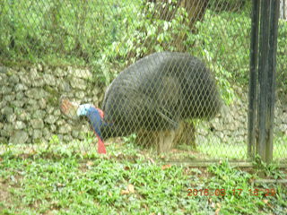 Malaysia - Kuala Lumpur - KL Bird Park - cassowary