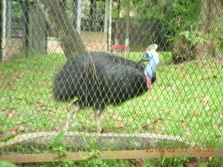 181 99h. Malaysia - Kuala Lumpur - KL Bird Park - cassowary