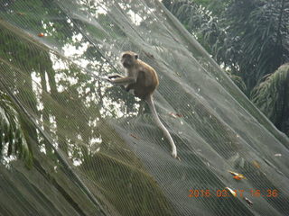 Malaysia - Kuala Lumpur - KL Bird Park - monkey