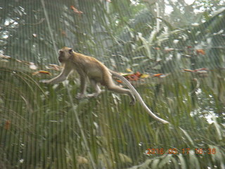 Malaysia - Kuala Lumpur - KL Bird Park - monkey