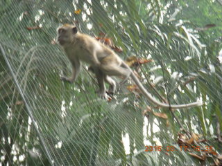 Malaysia - Kuala Lumpur - KL Bird Park - monkey