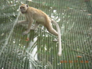 Malaysia - Kuala Lumpur - KL Bird Park - monkey