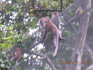 Malaysia - Kuala Lumpur - KL Bird Park - monkeys