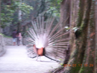 Malaysia - Kuala Lumpur - KL Bird Park - blurry picture of fanned-tail peocock from behind (best I could get)