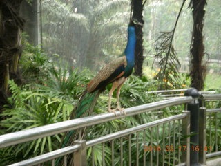 Malaysia - Kuala Lumpur - KL Bird Park - peacock