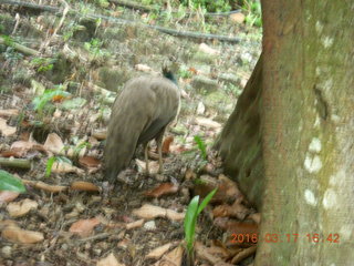 195 99h. Malaysia - Kuala Lumpur - KL Bird Park