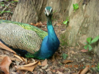 Malaysia - Kuala Lumpur - KL Bird Park - peacock