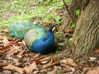 Malaysia - Kuala Lumpur - KL Bird Park - peacock