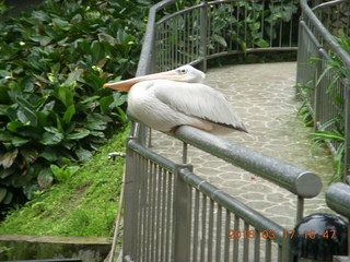 Malaysia - Kuala Lumpur - KL Bird Park - pelican