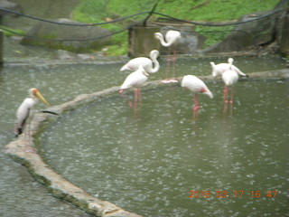 Malaysia - Kuala Lumpur - KL Bird Park - flamingoes