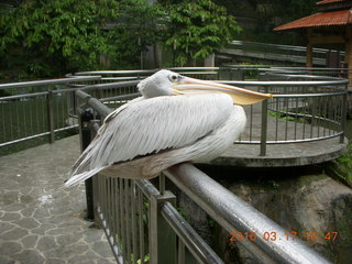 Malaysia - Kuala Lumpur - KL Bird Park - monkeys