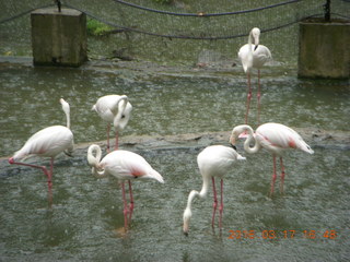 Malaysia - Kuala Lumpur - KL Bird Park - flamingoes in the rain