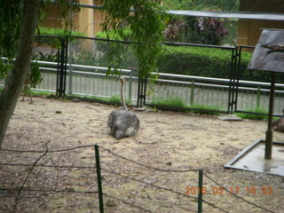 Malaysia - Kuala Lumpur - KL Bird Park - blurry picture of fanned-tail peocock from behind (best I could get)