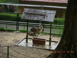 Malaysia - Kuala Lumpur - KL Bird Park - peacock