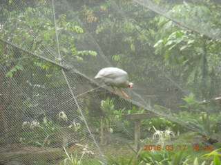 Malaysia - Kuala Lumpur - KL Bird Park - peacock