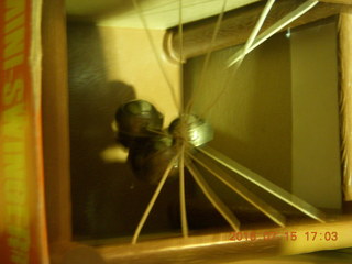 tangled balls in new toy