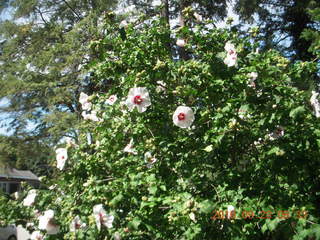 565 9fp. flowers at Betsy's place