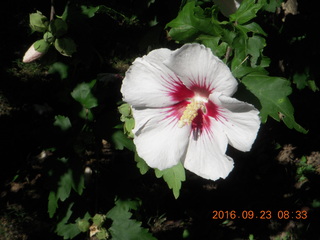 567 9fp. flowers at Betsy's place