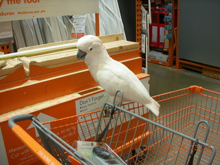 cool cockatoo shopping at The Home Depot