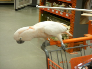 cool cockatoo shopping at The Home Depot