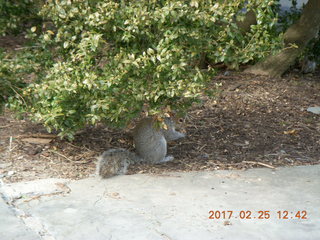 Princeton Alumni Day - squirrel