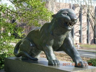 Princeton Alumni Day - tiger