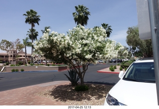 blossoms on tree