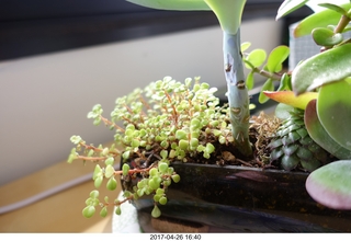 office plants